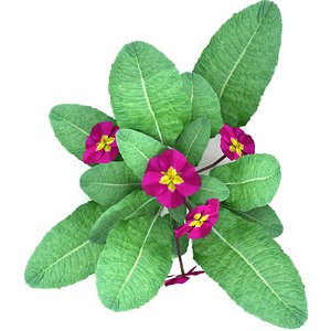 3d model of realistic primula