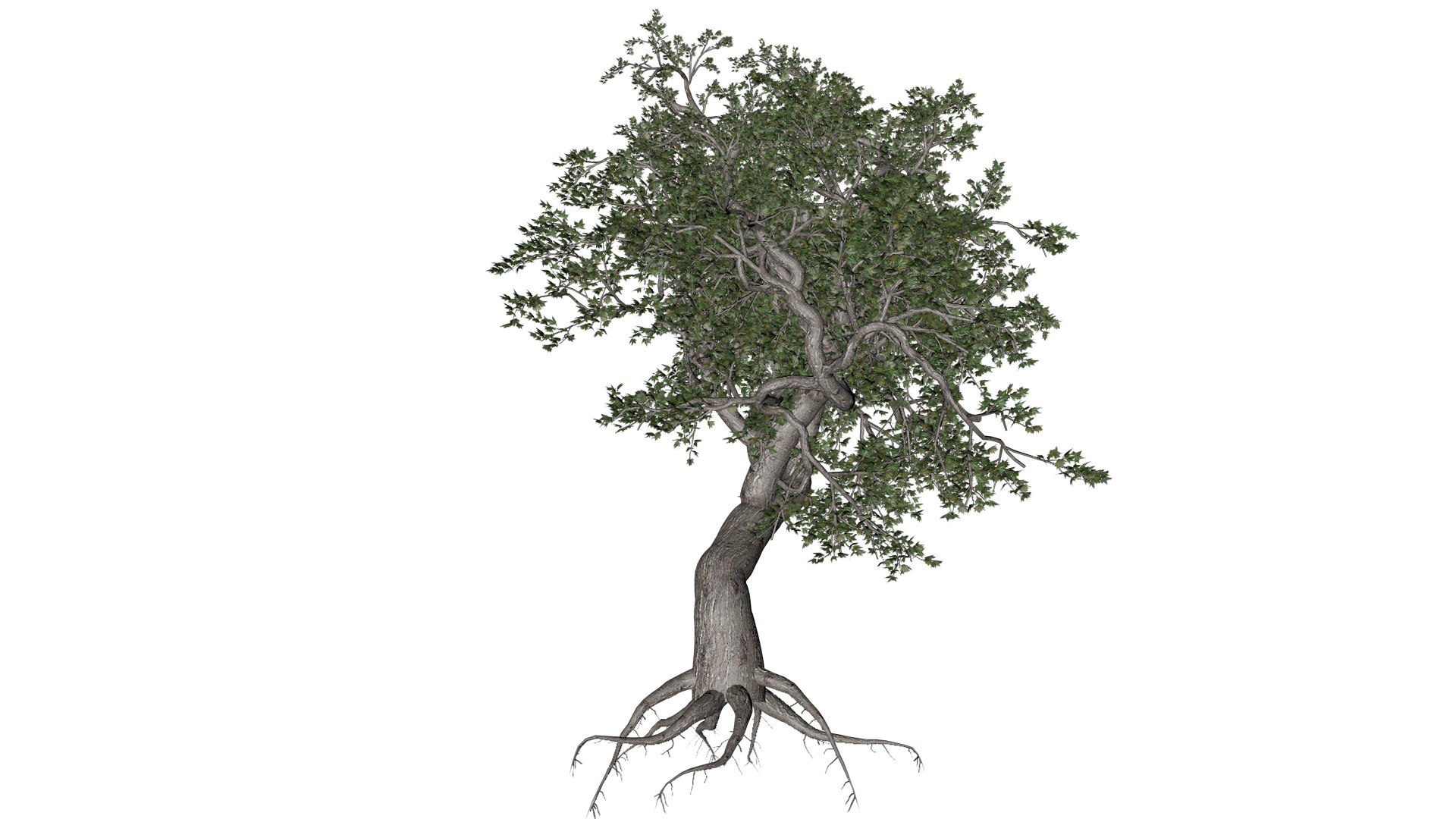 Japanese Maple Tree - 04 - 3D https://p.turbosquid.com/ts-thumb/PY/6INUrk/JQ/jm_4/png/1742209394/1920x1080/fit_q87/33b91461c452480cfcab1b137638b16e5bfe1cda/jm_4.jpg