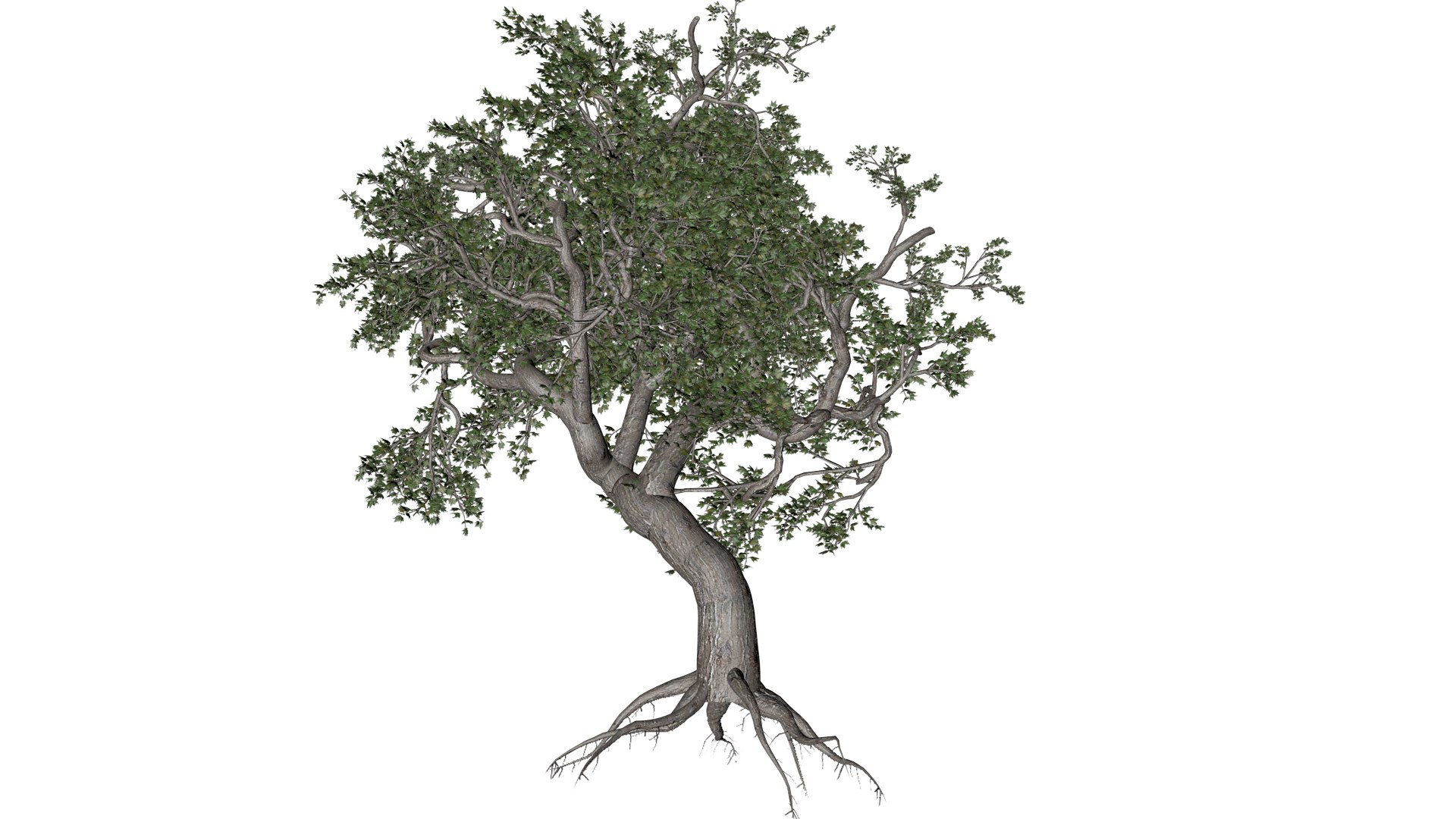 Japanese Maple Tree - 04 - 3D https://p.turbosquid.com/ts-thumb/PY/6INUrk/SK/jm_43/png/1742209395/1920x1080/fit_q87/9ce80779a28ff3cb1d9584a62f80c2d67872d6d3/jm_43.jpg