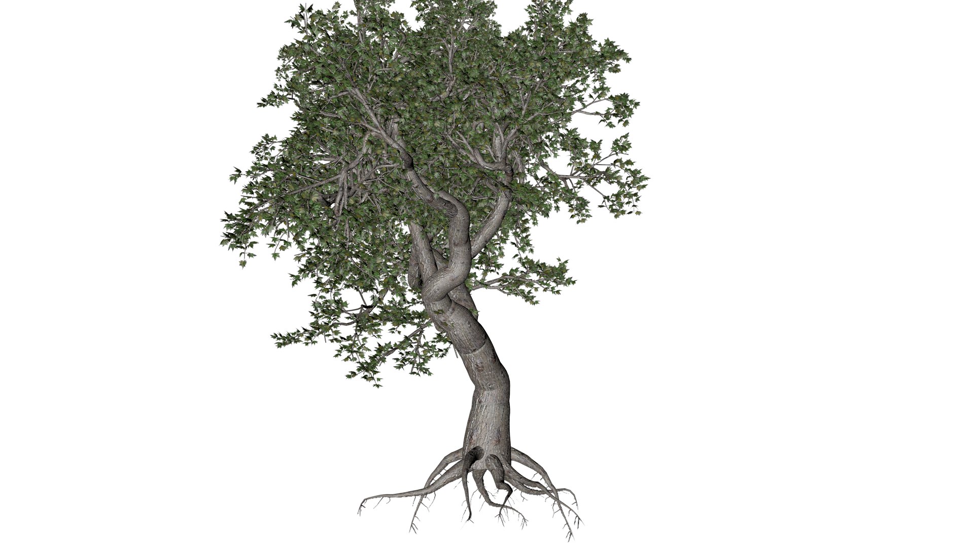 Japanese Maple Tree - 04 - 3D https://p.turbosquid.com/ts-thumb/PY/6INUrk/aw/jm_42/png/1742209396/1920x1080/fit_q87/63ed203aec64afc84eb75517dbacc1feb990fd13/jm_42.jpg
