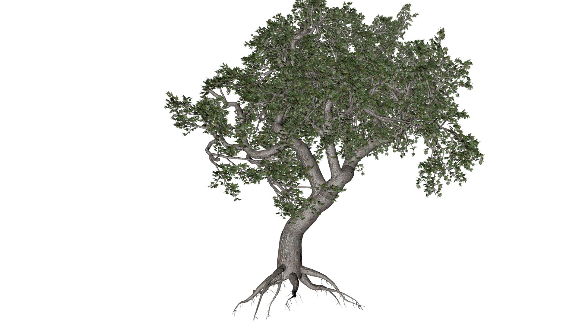 Japanese Maple Tree - 04 - 3D https://p.turbosquid.com/ts-thumb/PY/6INUrk/gN/jm_41/png/1742209394/1920x1080/fit_q87/e094300a341d72045155ed3bbe31883e86cc3c3d/jm_41.jpg