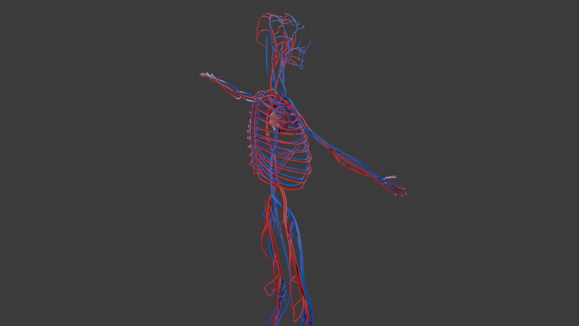 3D Circulatory System Model - TurboSquid 2315497