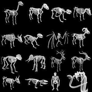 3D 16 Animal Skeletons