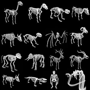 16 Animal Skeletons