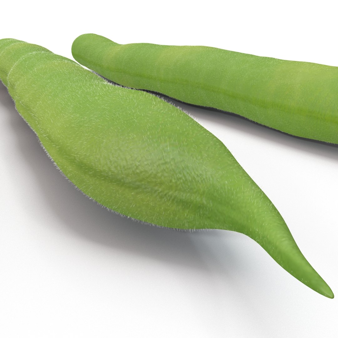 3d model green beans https://p.turbosquid.com/ts-thumb/PY/LkS5X0/Sf1npn2t/greenbeans_19/jpg/1398299425/1920x1080/fit_q87/b1bb2ed810d1fd2f4613cd77e2d00f1c8dd490e8/greenbeans_19.jpg