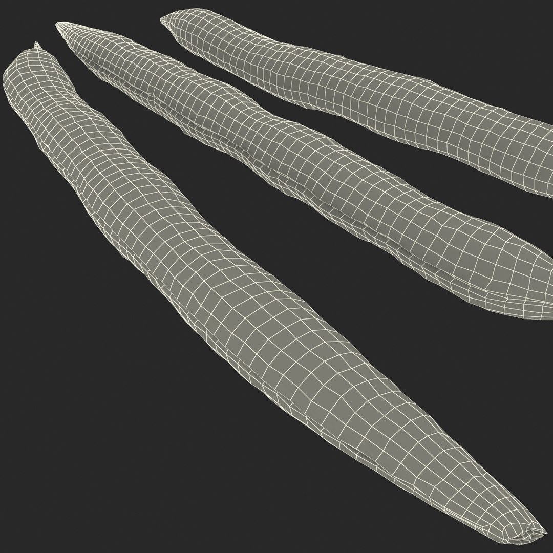 3d model green beans https://p.turbosquid.com/ts-thumb/PY/LkS5X0/aDWvP9Rs/greenbeans_24/jpg/1398299438/1920x1080/fit_q87/3c425a368cda32d4e5dbb04a34a91a87c922a9f5/greenbeans_24.jpg