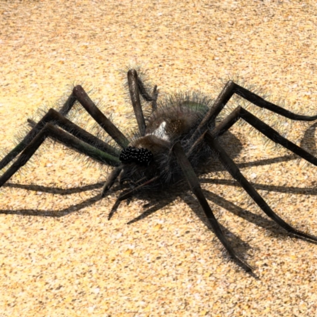 蜘蛛3d模型 - turbosquid 446427