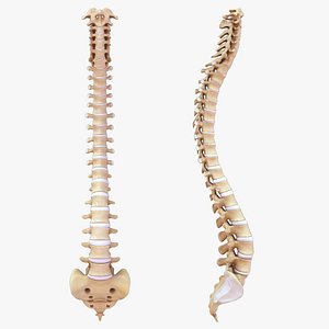 Human Vertebral Column