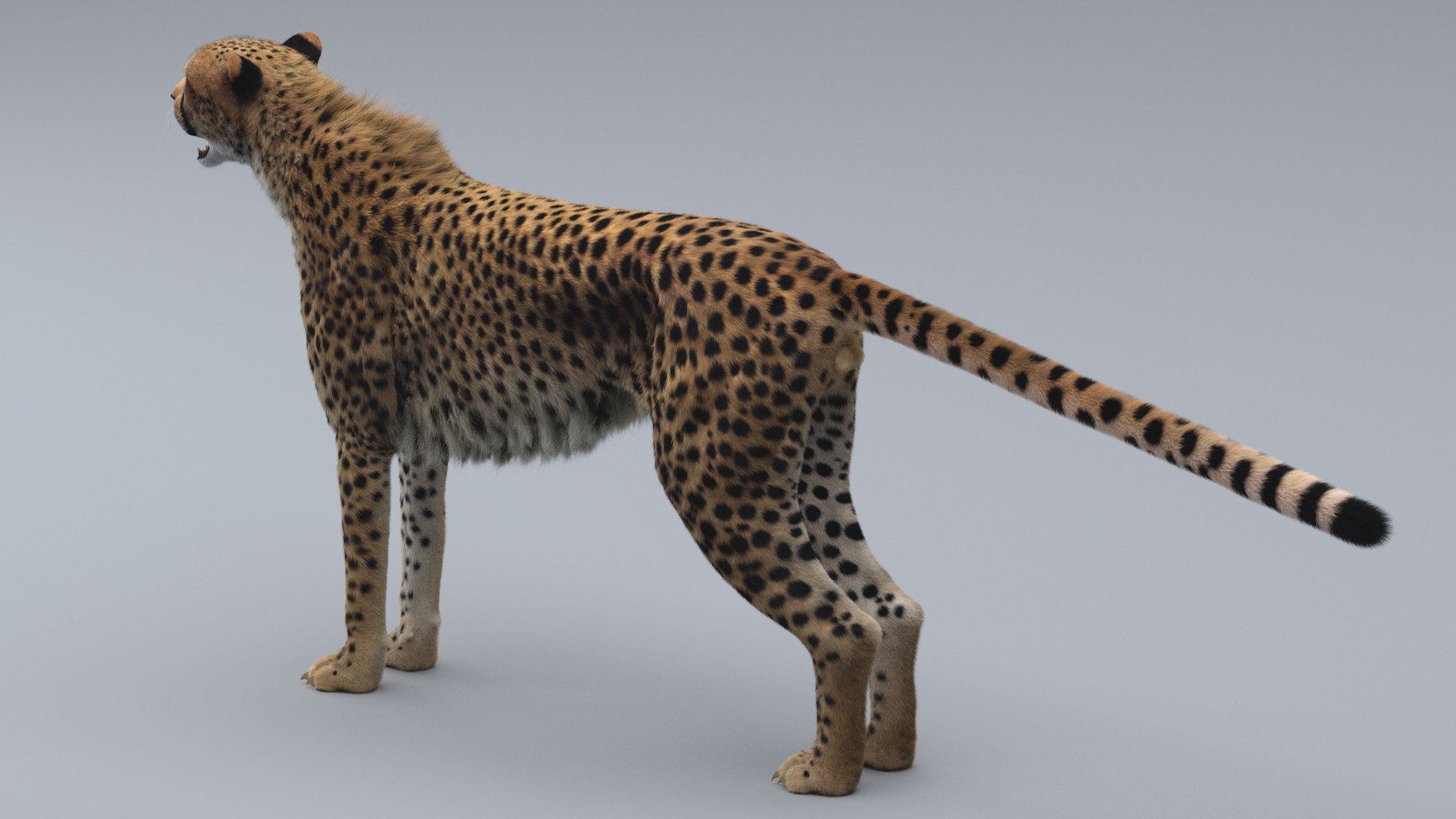 cheetah 3D model https://p.turbosquid.com/ts-thumb/PY/eMdpMQ/KgHaWT9X/4/png/1570706176/1920x1080/fit_q87/f7085fde2fde3ade0924a177e1b114e308b7803e/4.jpg
