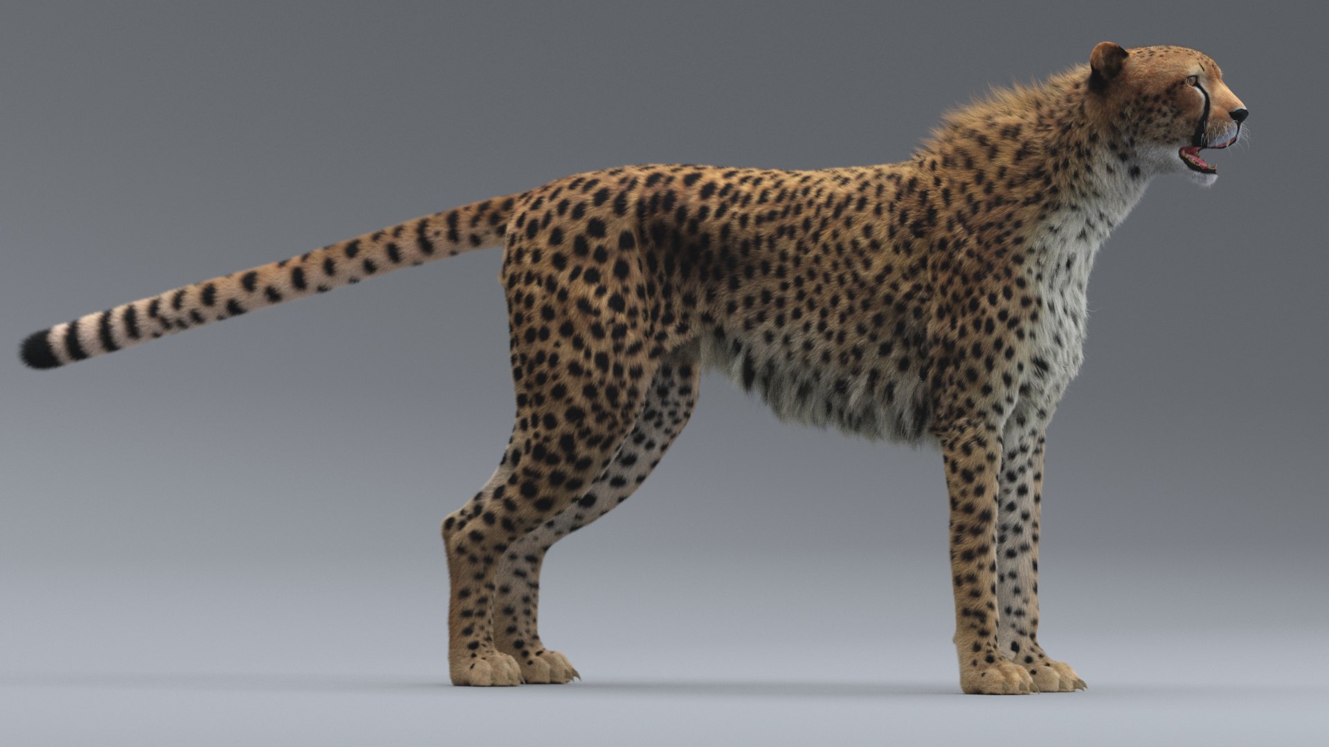 cheetah 3D model https://p.turbosquid.com/ts-thumb/PY/eMdpMQ/U0XY34H5/2/png/1570706175/1920x1080/fit_q87/6b2fccc17f9e4675762949aa2102f4e3df431a5d/2.jpg