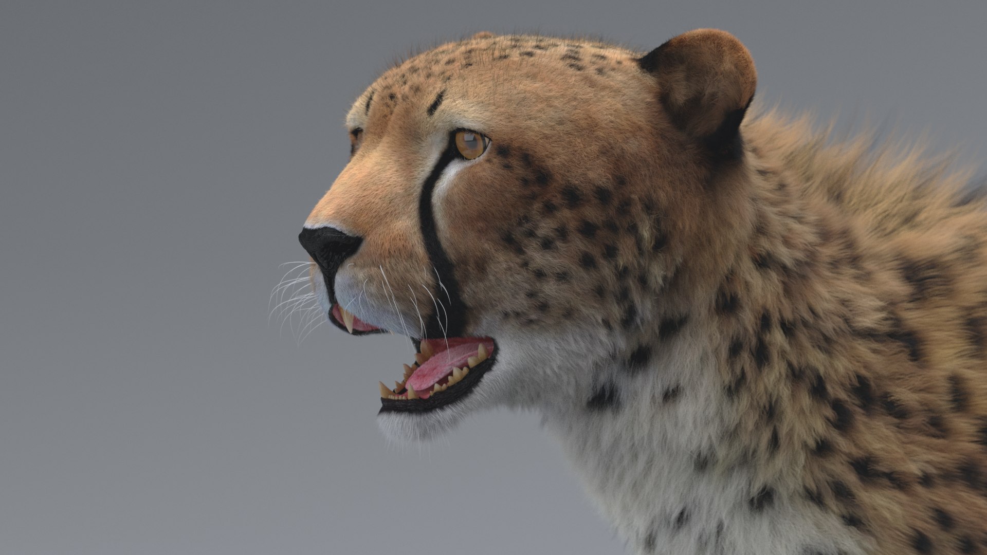 cheetah 3D model https://p.turbosquid.com/ts-thumb/PY/eMdpMQ/ax7lP972/55/png/1570709034/1920x1080/fit_q87/18d49f29670f575259044d0aab8fb46cfa3c1503/55.jpg