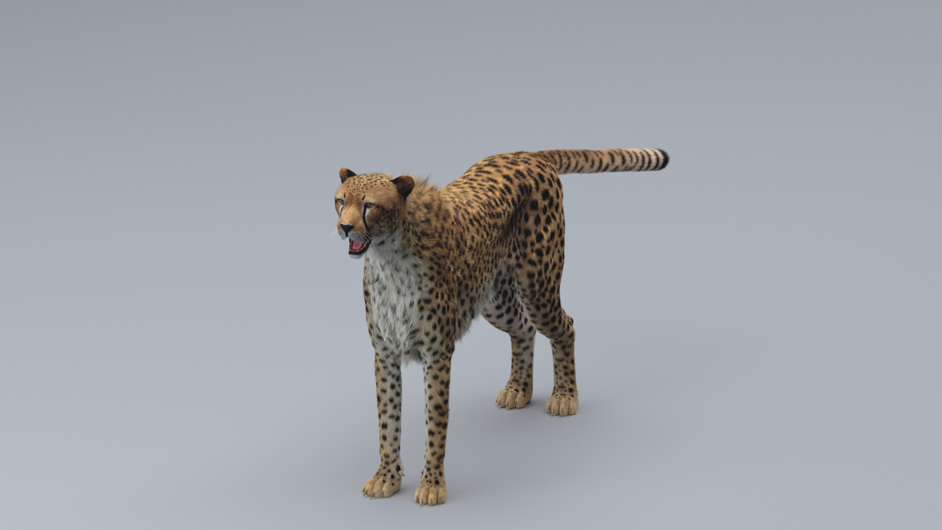 cheetah 3D model https://p.turbosquid.com/ts-thumb/PY/eMdpMQ/nKR4Vtxt/c/png/1570706040/1920x1080/turn_fit_q99/cdd026124ca2972977c795bf6fe64a1e8ba7afef/c-1.jpg