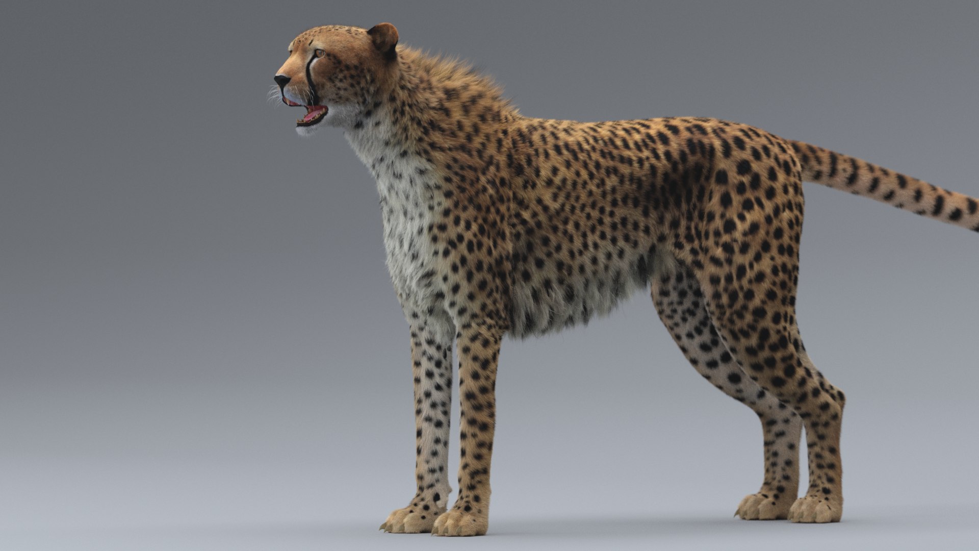 cheetah 3D model https://p.turbosquid.com/ts-thumb/PY/eMdpMQ/vvk3Vj5D/3/png/1570706175/1920x1080/fit_q87/3423bb28f87ecaaa2ac7aec7c38485ac462d43b8/3.jpg
