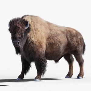 American Bison Buffalo Male - Rigged  Animated  XGen Fur Maya