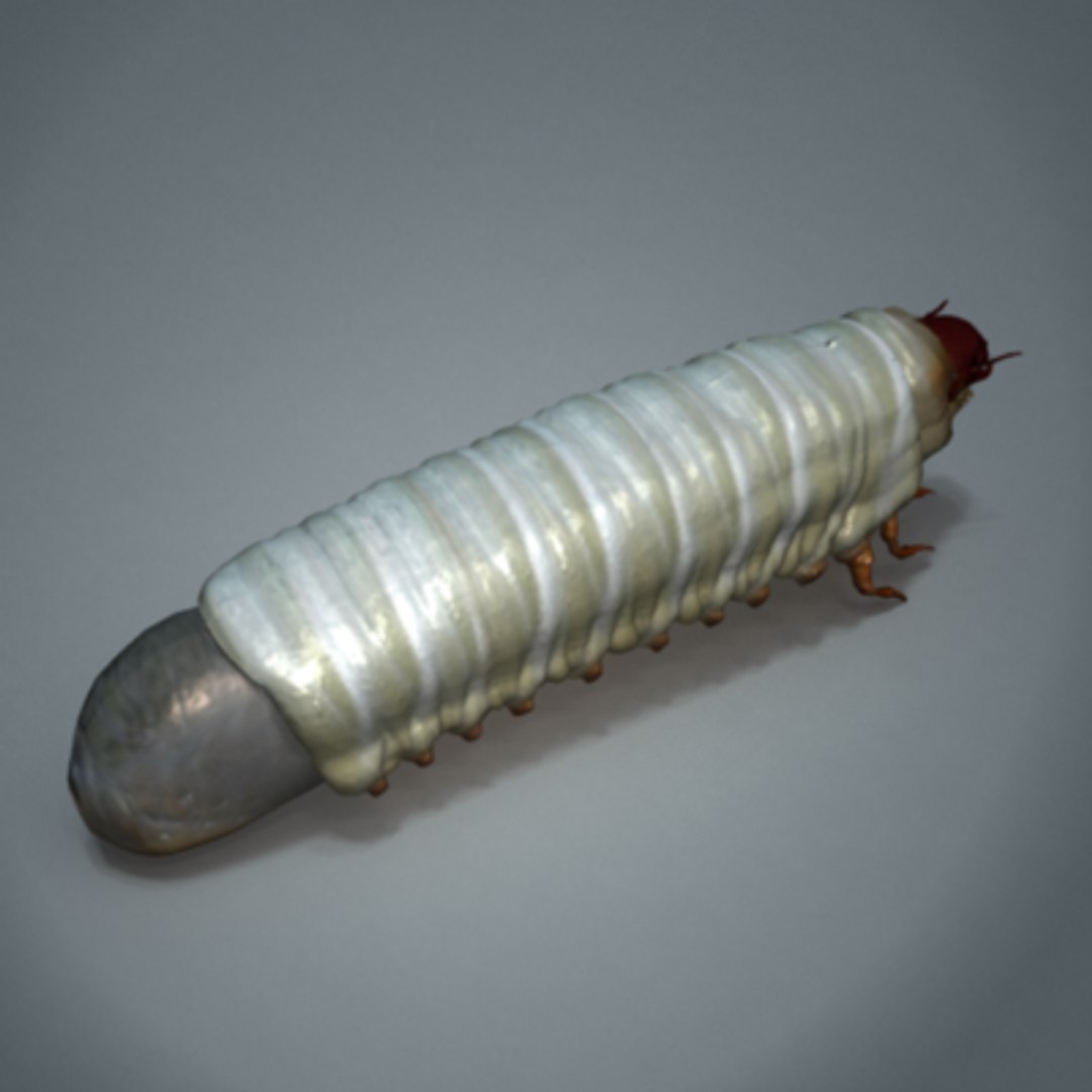 maya scarab beetles https://p.turbosquid.com/ts-thumb/PY/nCGrH5/7ga3iHwW/2/png/1236720596/1920x1080/fit_q87/d556e2951c9cc5295b6c2258c01c2f996261cfbb/2.jpg