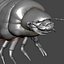 Scarab larva
