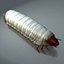 Scarab larva