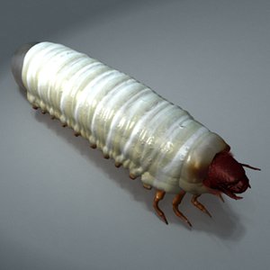 Scarab larva