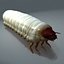 Scarab larva