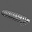 Scarab larva