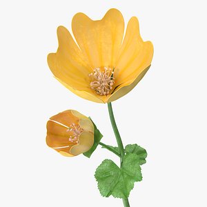 Yellow Malva Flower