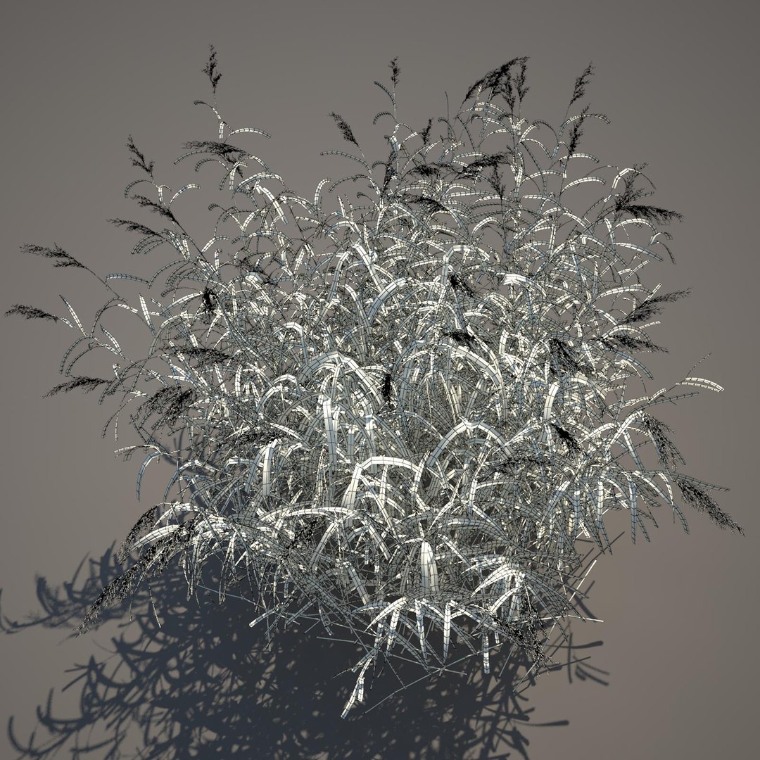 phragmites common reed grass obj https://p.turbosquid.com/ts-thumb/PZ/88n6AX/6JfabYq1/commonreed42wireframe/jpg/1406120280/1920x1080/fit_q87/4e9f9dbffb994a904551240db09d47bb3ad82db8/commonreed42wireframe.jpg