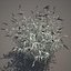 Common Reed Grass