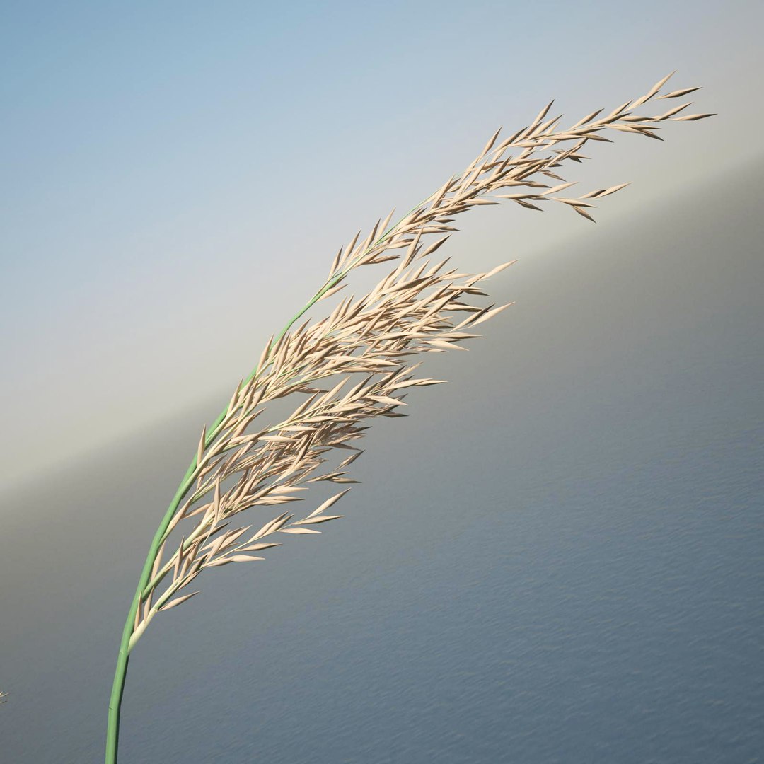 phragmites common reed grass obj https://p.turbosquid.com/ts-thumb/PZ/88n6AX/78M5CgdW/commonreed60realisticbg/jpg/1406120280/1920x1080/fit_q87/6bc8af7df0104f6782cc8fe28f0c1ad16db55427/commonreed60realisticbg.jpg