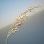 Common Reed Grass