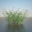 Common Reed Grass