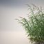 Common Reed Grass