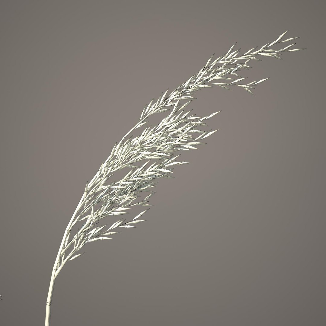 phragmites common reed grass obj https://p.turbosquid.com/ts-thumb/PZ/88n6AX/I2g9eHPi/commonreed62wireframe/jpg/1406120280/1920x1080/fit_q87/13359d672144ea3d0aecebf887351a810b64a965/commonreed62wireframe.jpg