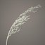 Common Reed Grass