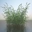 Common Reed Grass