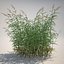 Common Reed Grass