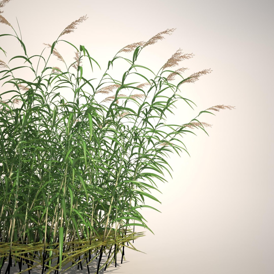 phragmites common reed grass obj https://p.turbosquid.com/ts-thumb/PZ/88n6AX/NMmjf1Ch/commonreed01blankbg/jpg/1406120280/1920x1080/fit_q87/02b656f257479df5986db23262ffe768f762bde5/commonreed01blankbg.jpg