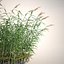Common Reed Grass