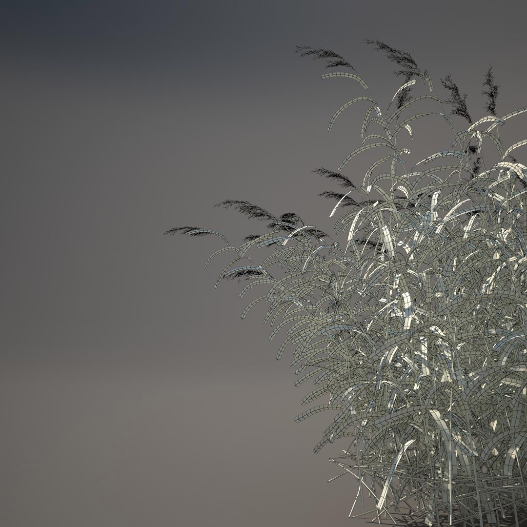 phragmites common reed grass obj https://p.turbosquid.com/ts-thumb/PZ/88n6AX/VG9CUP9j/commonreed52wireframe/jpg/1406120280/1920x1080/fit_q87/5b86e120a785496f40ae558c94b1e560ba048715/commonreed52wireframe.jpg