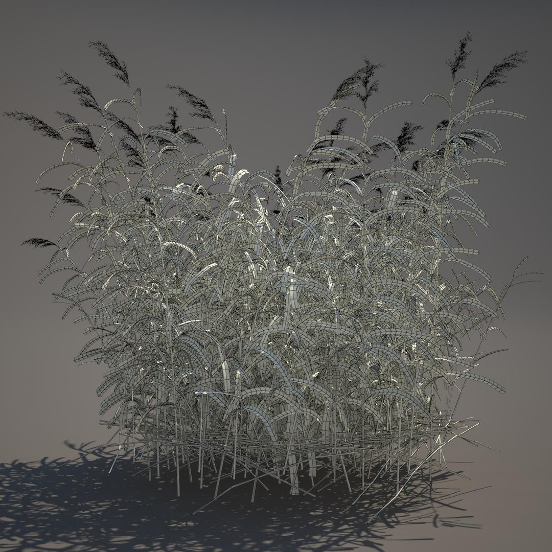 phragmites common reed grass obj https://p.turbosquid.com/ts-thumb/PZ/88n6AX/XPBGbIYz/commonreed22wireframe/jpg/1406120280/1920x1080/fit_q87/fec20764b3d1bb9b1b1262a94bf57e27afde9ecf/commonreed22wireframe.jpg