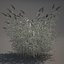Common Reed Grass