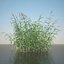 Common Reed Grass