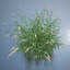 Common Reed Grass