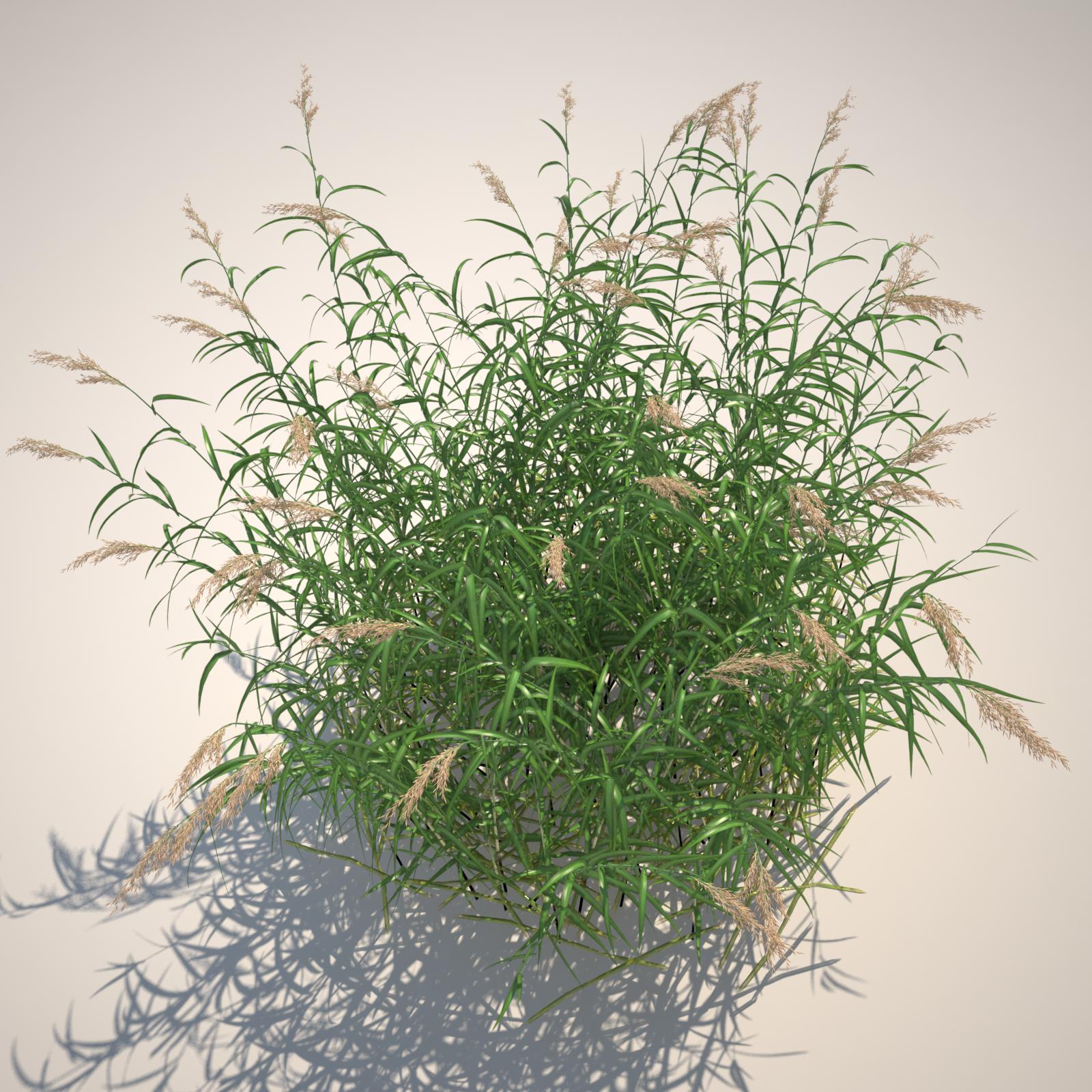 phragmites common reed grass obj