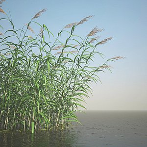 Common Reed Grass