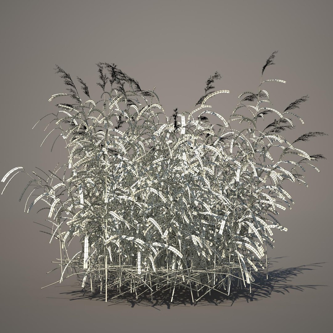 phragmites common reed grass obj https://p.turbosquid.com/ts-thumb/PZ/88n6AX/tlOcAhlv/commonreed12wireframe/jpg/1406120280/1920x1080/fit_q87/96278bdb3be98c9d0c8cebeaf3ec3e79a81d2ad0/commonreed12wireframe.jpg