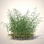 Common Reed Grass