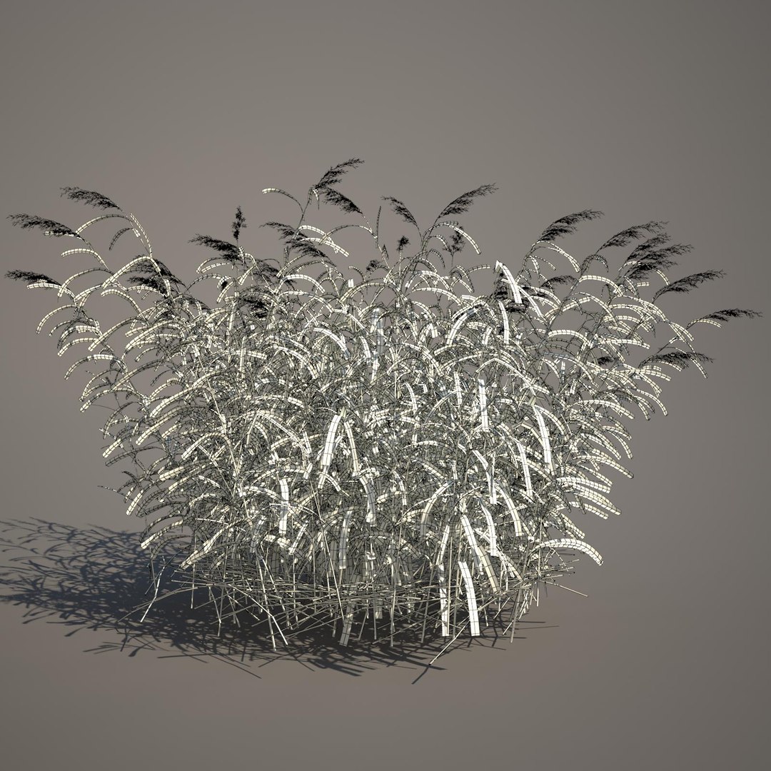 phragmites common reed grass obj https://p.turbosquid.com/ts-thumb/PZ/88n6AX/vD86ZTvC/commonreed32wireframe/jpg/1406120280/1920x1080/fit_q87/6812c0e95dd82bbc759fafda4e04f57b1cf329b3/commonreed32wireframe.jpg
