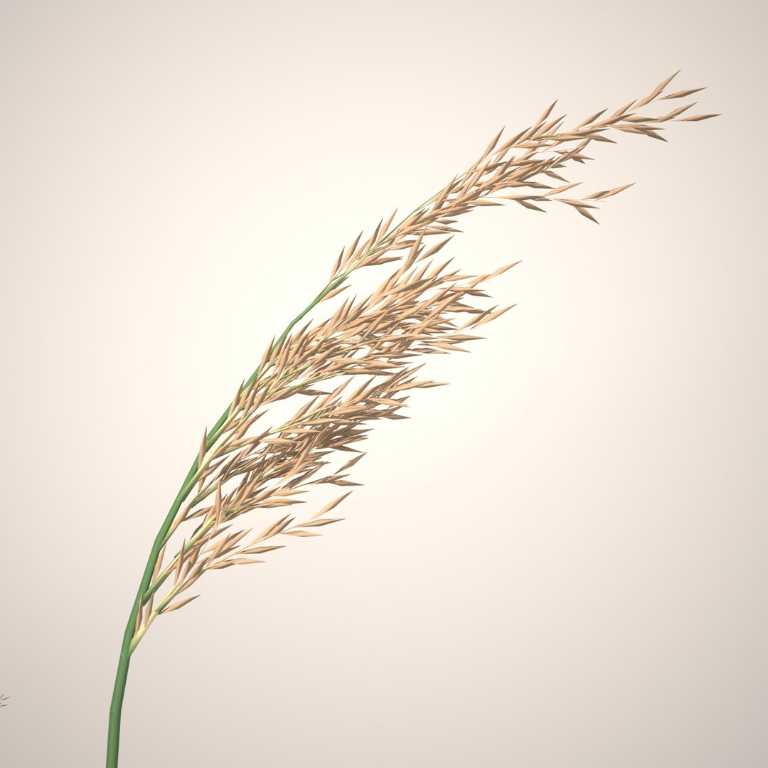 phragmites common reed grass obj https://p.turbosquid.com/ts-thumb/PZ/88n6AX/vLc438no/commonreed61blankbg/jpg/1406120280/1920x1080/fit_q87/9026bf557533eb133119d14619c9731804ddbe7b/commonreed61blankbg.jpg