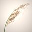 Common Reed Grass