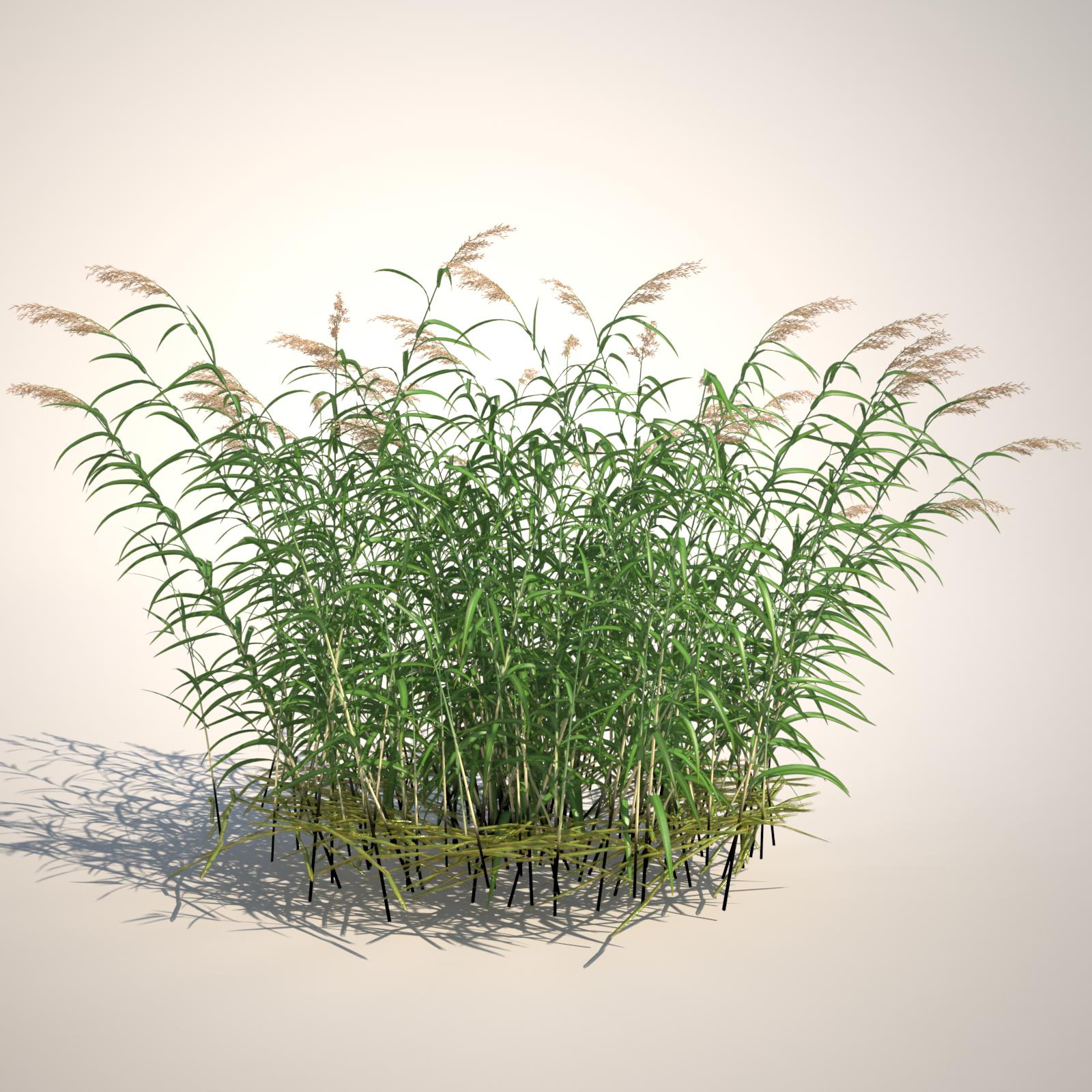 phragmites common reed grass obj